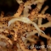 crab_elbow_res_kb_h_0280_png0951.jpg